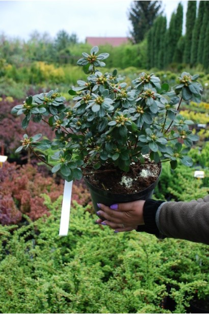 Саджанець Rhododendron Ardeur доступний у контейнері.